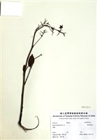 藏品(榿葉懸鉤子)的圖片